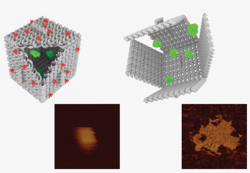 Afm Reveals The Dimensions Of Nanoscale Dna Origami - Acs Synthetic Biology, transparent png download