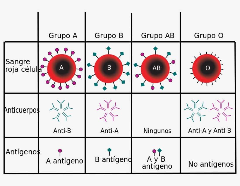 Abo Sangre Tipo - Blood Groups, transparent png download