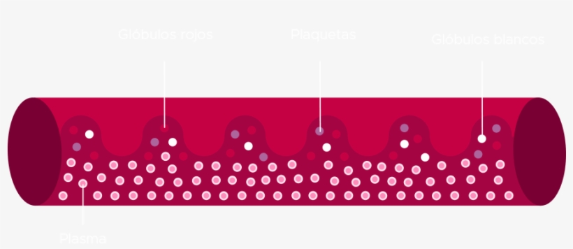 En El Cuerpo Humano Adulto, El 55% De La Sangre Es - Polka Dot, transparent png download