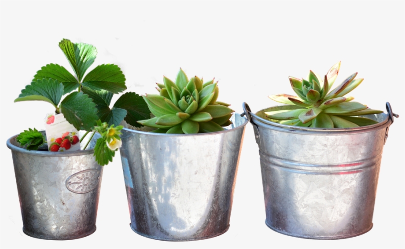 Plants, transparent png download