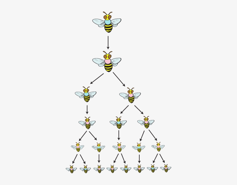 Alg2 Sequence Graphik 4, transparent png download