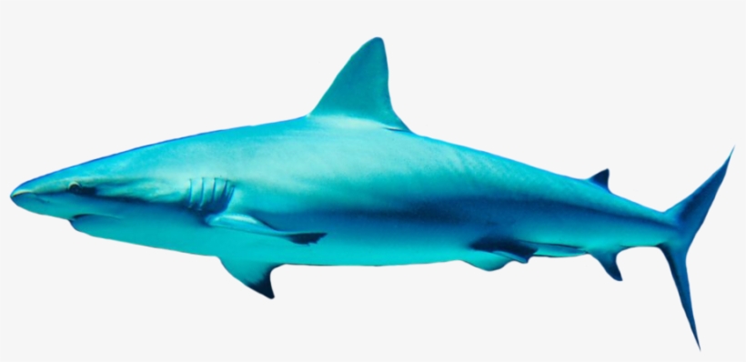 Download - Shark Png, transparent png download