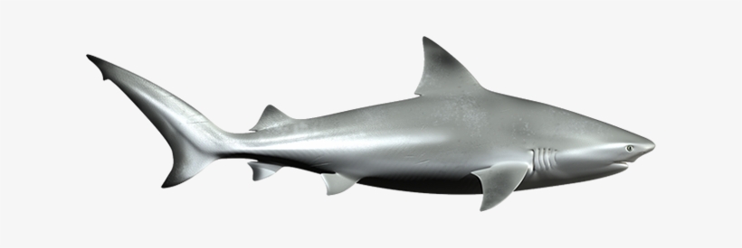Shark Png - Bull Shark, transparent png download