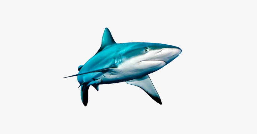 Share - Sharkfish High Quality Png, transparent png download
