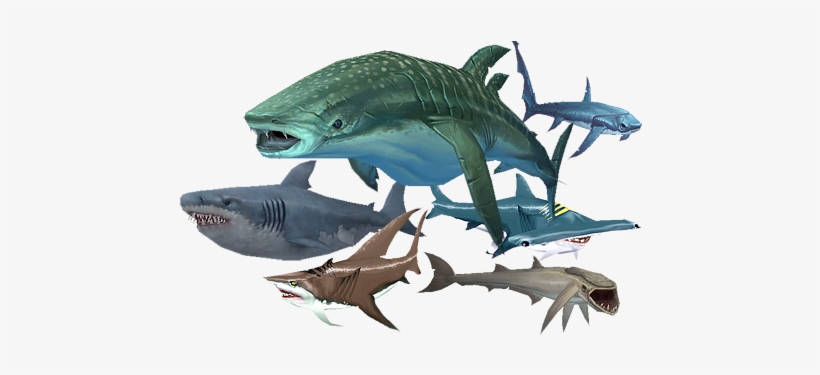 Hungry Shark, transparent png download