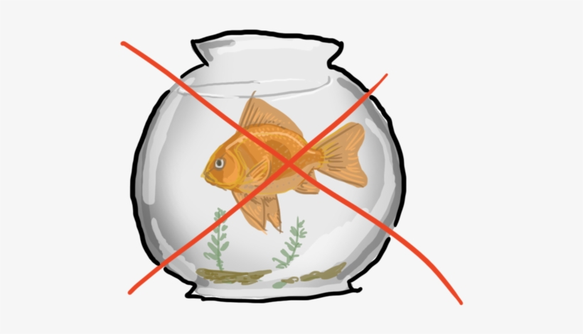 1,000 Bits Of Fishy Advice You Shouldn't Ignore - Gold Fish In A Bowl, transparent png download
