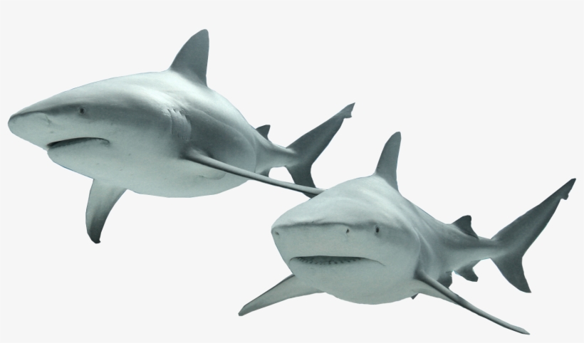 Sharks Png, transparent png download
