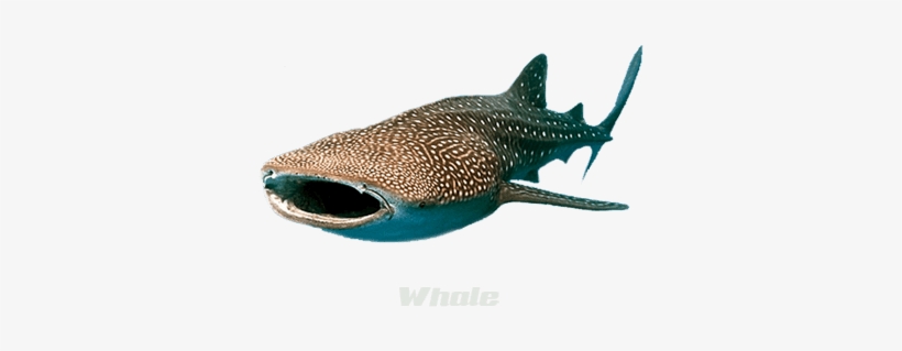 Whale Shark, transparent png download