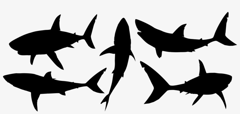 Big Image - Hd Shark Silhouette Png, transparent png download