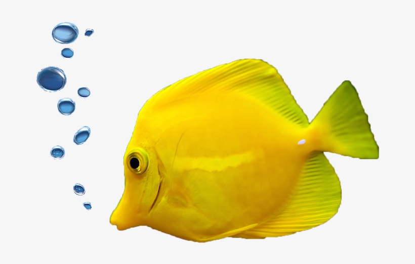 Rates & Booking - Fish With Bubbles Png, transparent png download