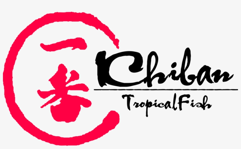 Rare Freshwater Tropical Fish, transparent png download