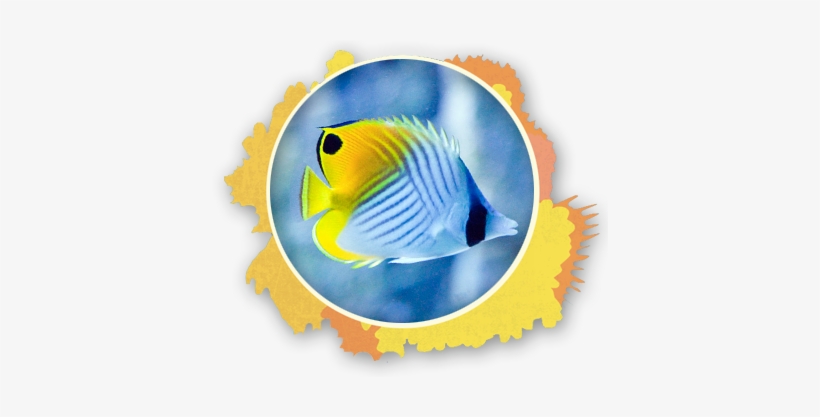 The Pennant Fish Is Incredible Social And Is Even Seen - Triggerfish Maui, transparent png download