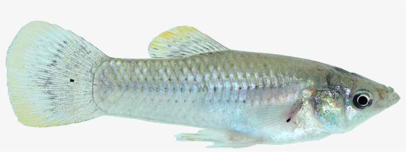 Tropical Fish Png X Ray Fish Transparent Transparent Png