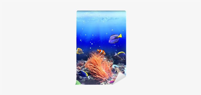 Underwater Fish Png Download - Clownfish, transparent png download