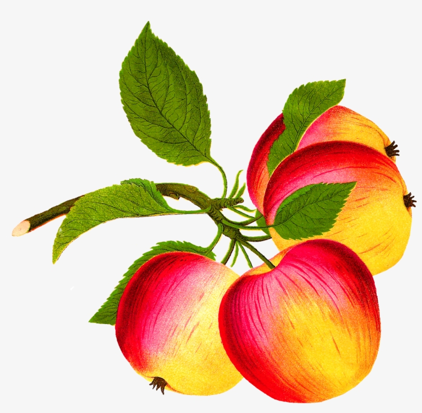 Digital Apple Image - Apple, transparent png download