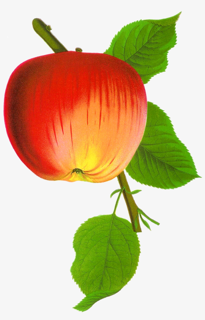 Digital Apple Image - Apple, transparent png download