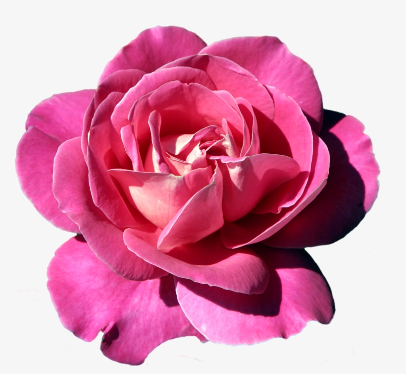 Related Image - Clip Art, transparent png download