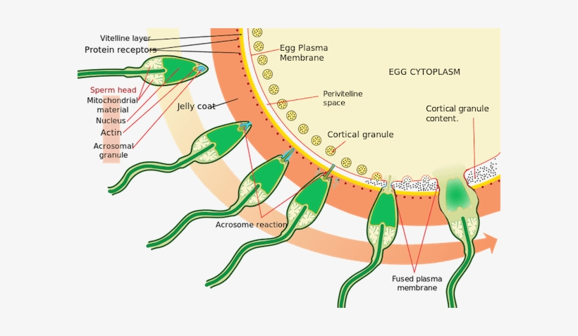 Acrosome-reaction - Acrosome Reaction, transparent png download