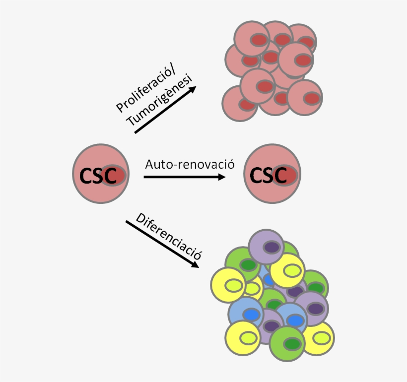 Cancer Stem Cells - Cancer Stem Cells Origin, transparent png download