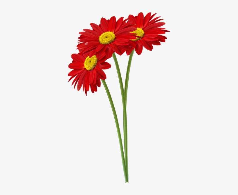 Jpg Royalty Free Stock Red Gerbers Clipart Image Vir - Daisy Red Png, transparent png download