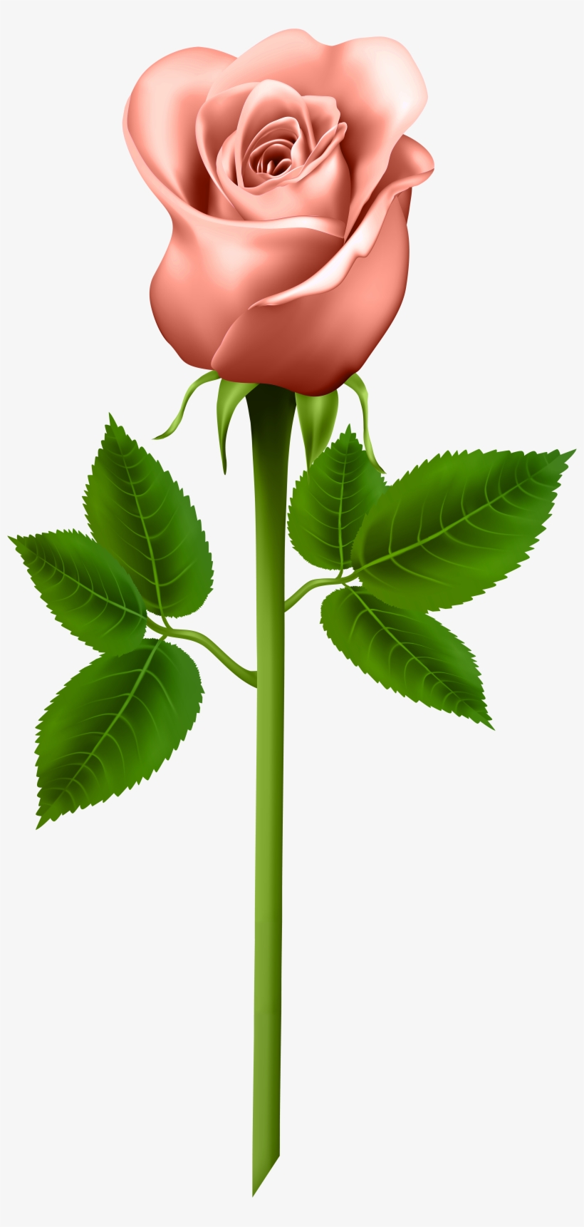 Pink Rose With Black Background - Information About Parts Of A Plant, transparent png download
