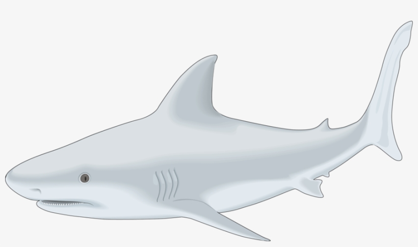 Fish Clipart Shark - Shark, transparent png download