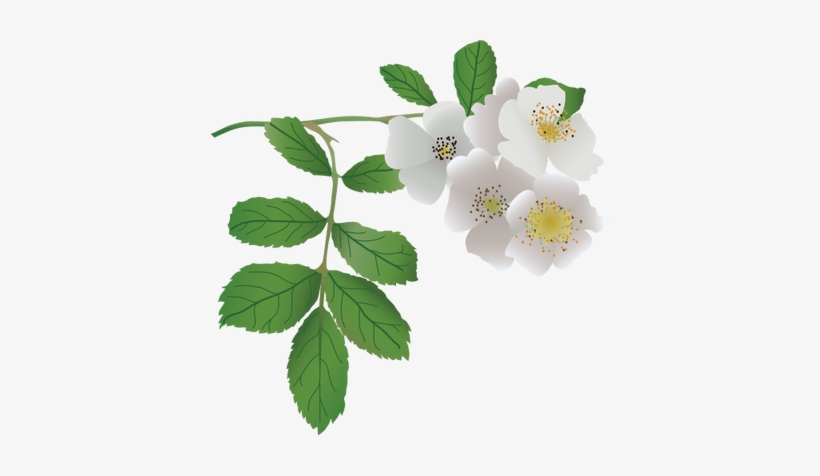 Ian Symbol Rosa Multiflora - Rosa Laevigata Clear Background, transparent png download