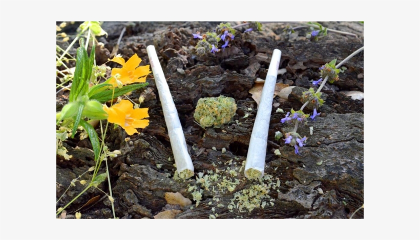 Best Queen Size Top Shelf Preroll Joints Online Delivery - Desert's Finest Recreational Marijuana Dispensary, transparent png download