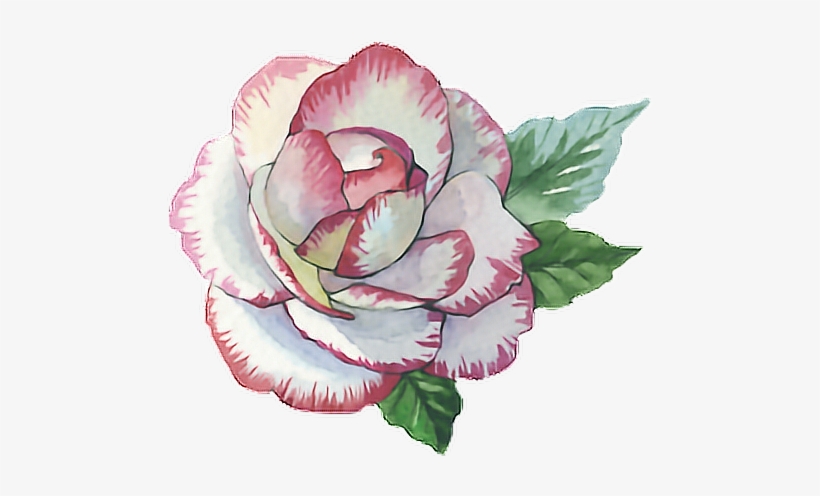 Rose Roses Paint Watercolor Watercolour Flower Pink - Rose Paint Png, transparent png download
