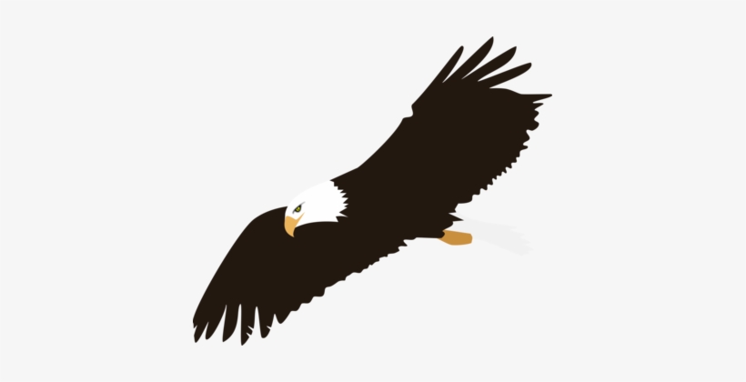 Bald Eagle Harpy Eagle Download - Bald Eagle Clipart Png, transparent png download