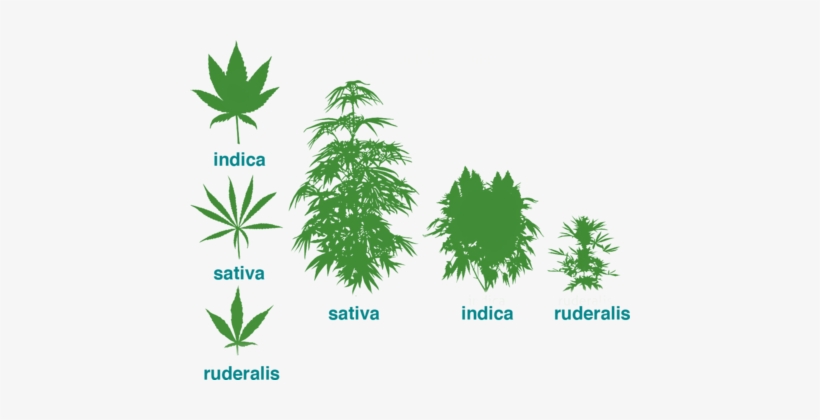 Evolution Of Cultivated Cannabis Strains - Cannabis Ruderalis, transparent png download