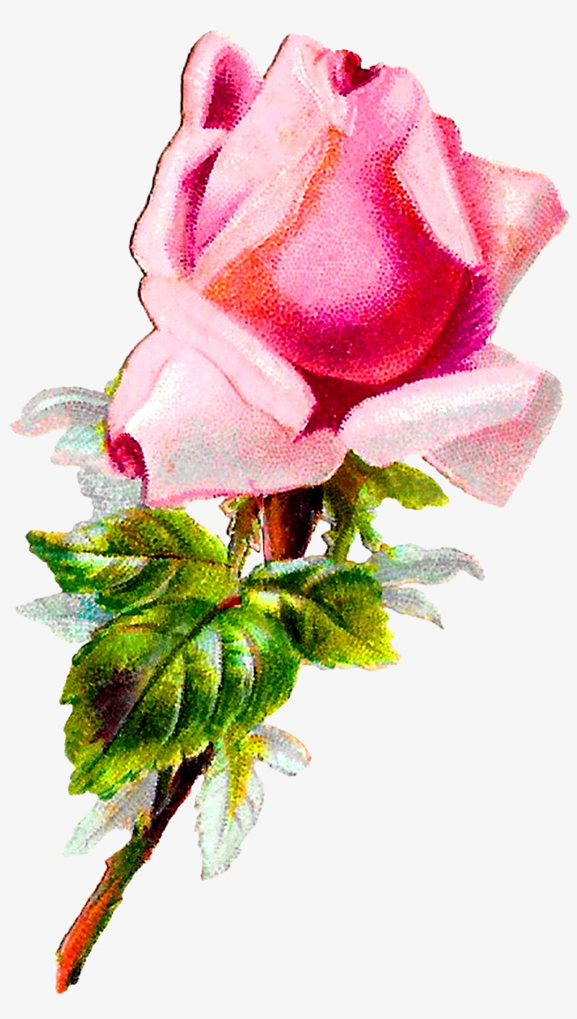 Rose Flower Floral Shabby Chic Image Digital Clipart - Rose, transparent png download