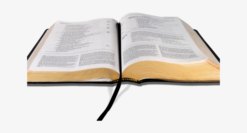 Bible Clipart Transparent Background - You're In God's Plan: And Designed, transparent png download