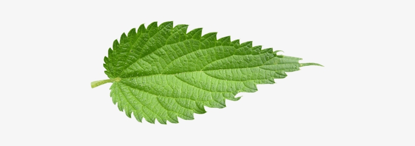 Download - Leaf Nettle, transparent png download