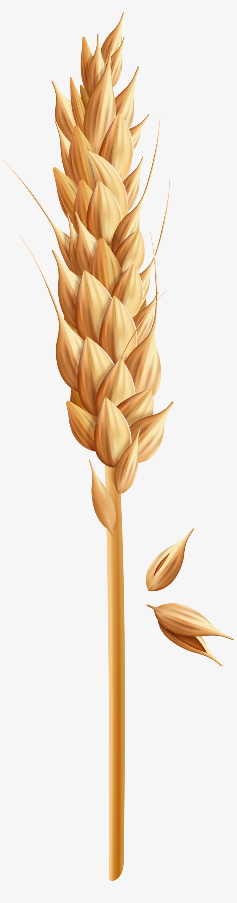 Tulip, transparent png download