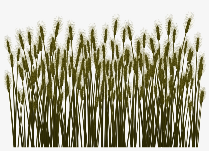 Preview - Phragmites, transparent png download