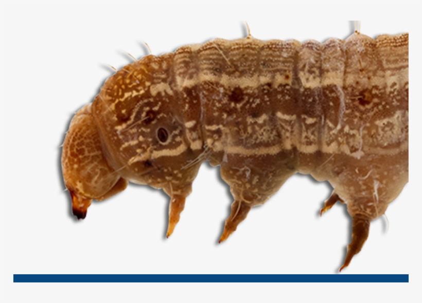 Old World Bowl Worm - Cotton Bollworm, transparent png download