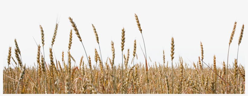 Free 3m Png - Ear, transparent png download