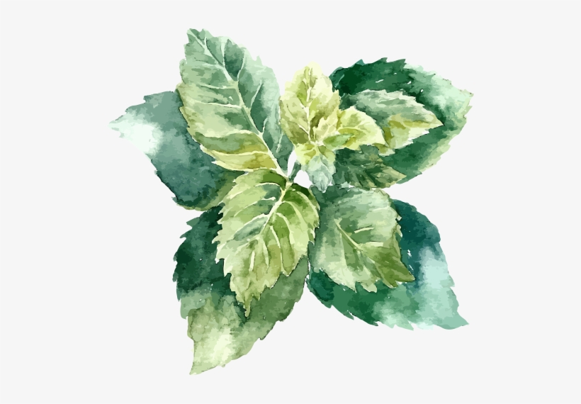 El Poder De La Natrualeza En Tu Piel - Object Drawing With Watercolor, transparent png download