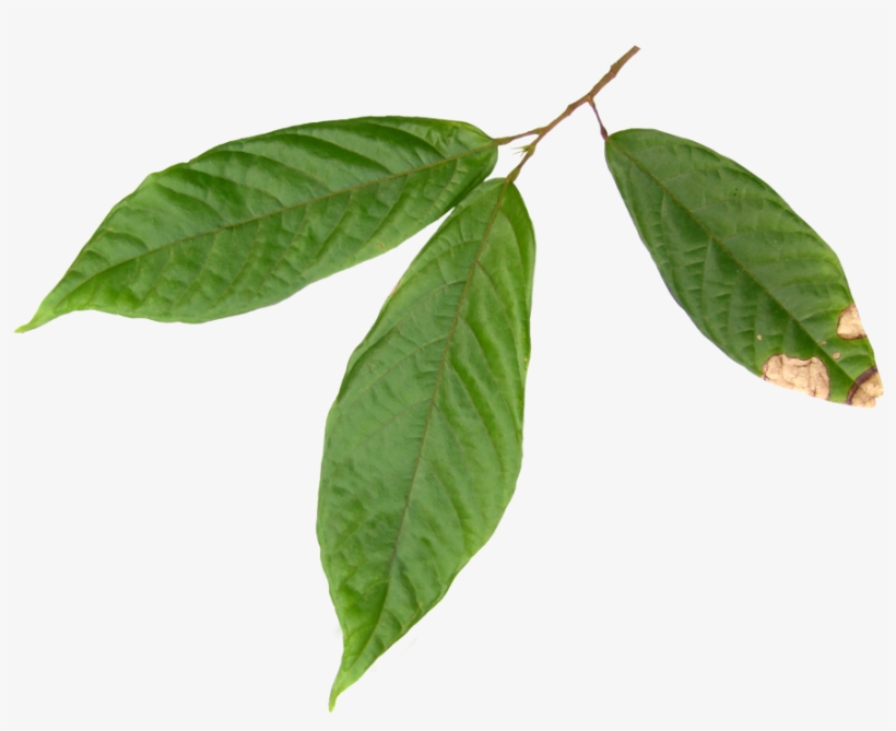 Latino Americana De Alimentos Ecuador S.a. "latiali", transparent png download