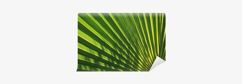 Palmito, Detalle De Hoja De Chamaerops Humilis Wall - Paper, transparent png download