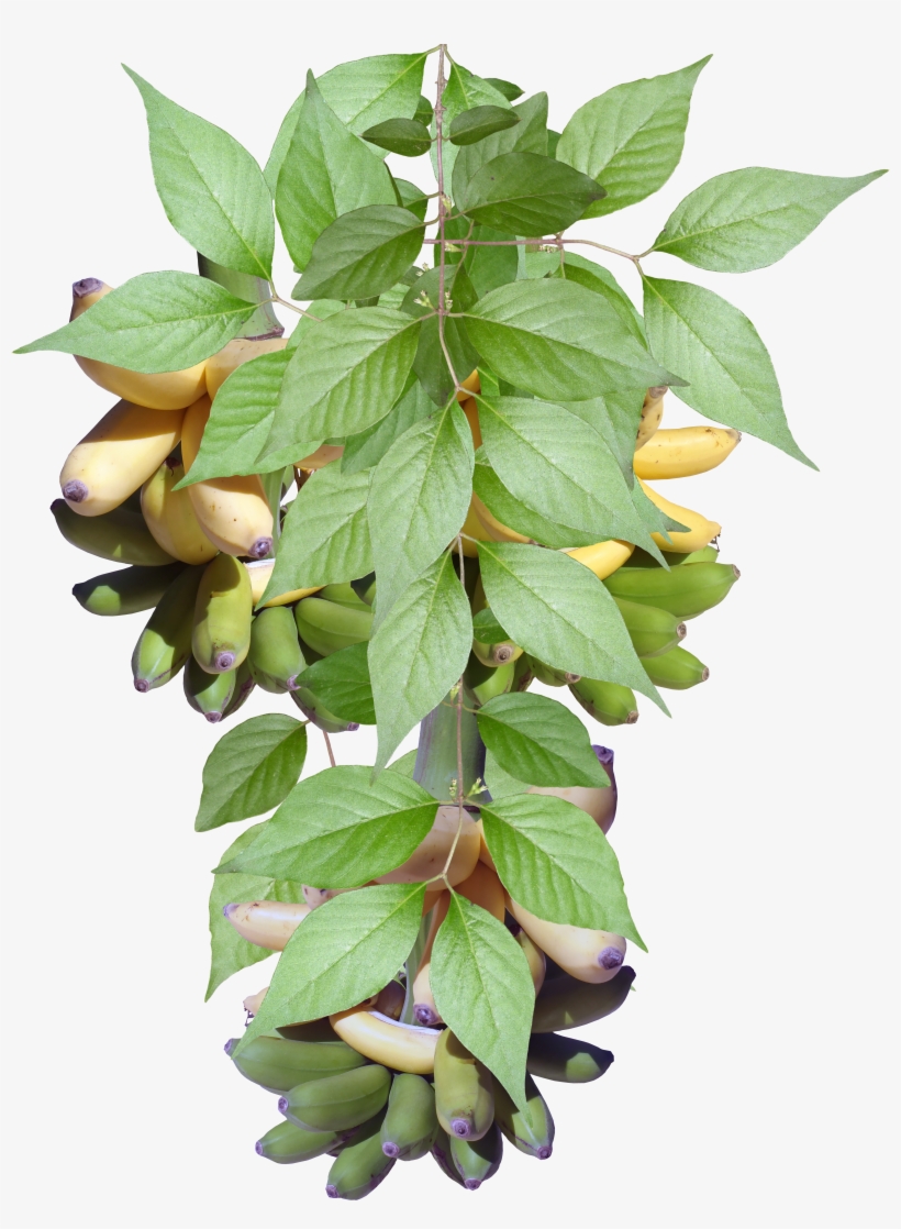 Open Texture In Full Resolution In New Tab, transparent png download