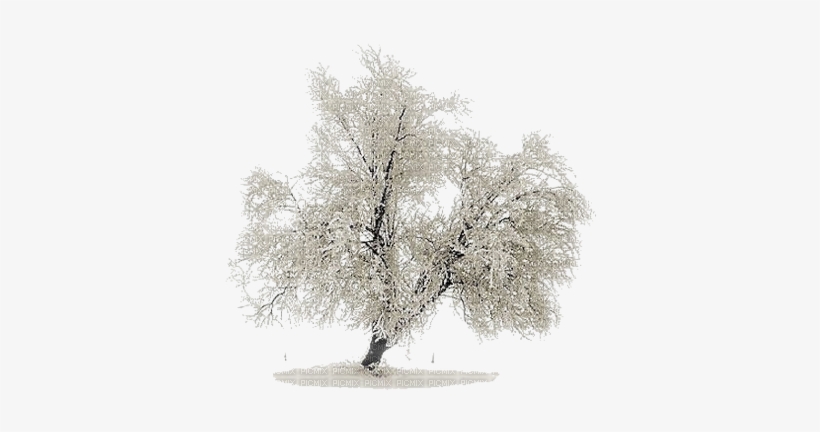 Snow Tree - Деревья В Снегу Png, transparent png download