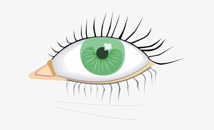 Eye, Eyelashes - Eye Clip Art, transparent png download