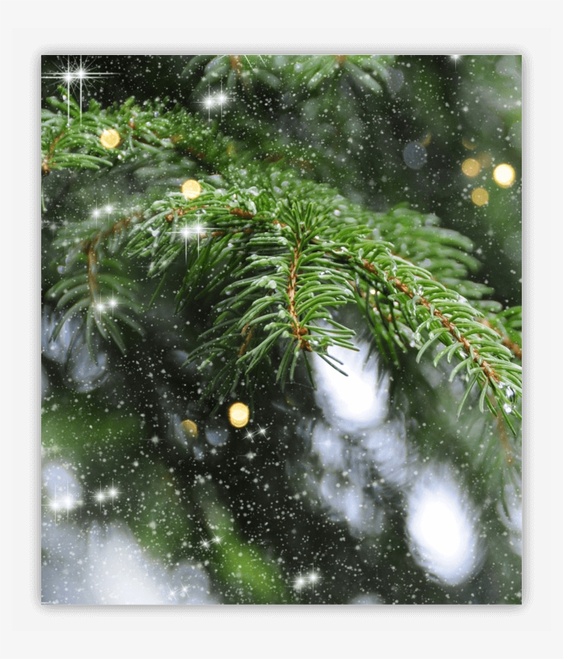 Essentials Tree - Christmas Tree, transparent png download