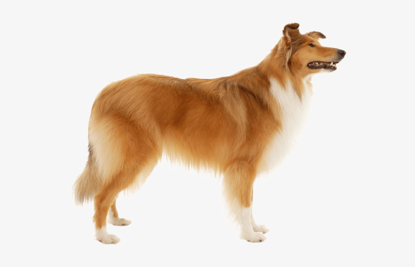 Rough Collie Medium Hair, transparent png download
