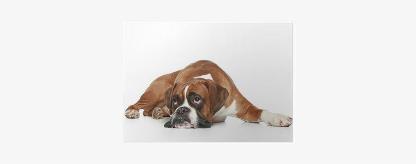 Boxer Dog Sad, Lying On A White Background Poster • - Get Well Soon Boxer Dog, transparent png download