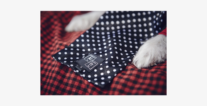 Tie On Ascot, transparent png download