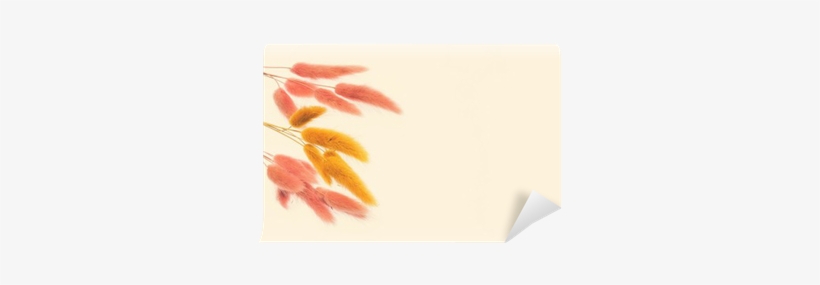 Closeup Hare's Tail - Floral Design, transparent png download