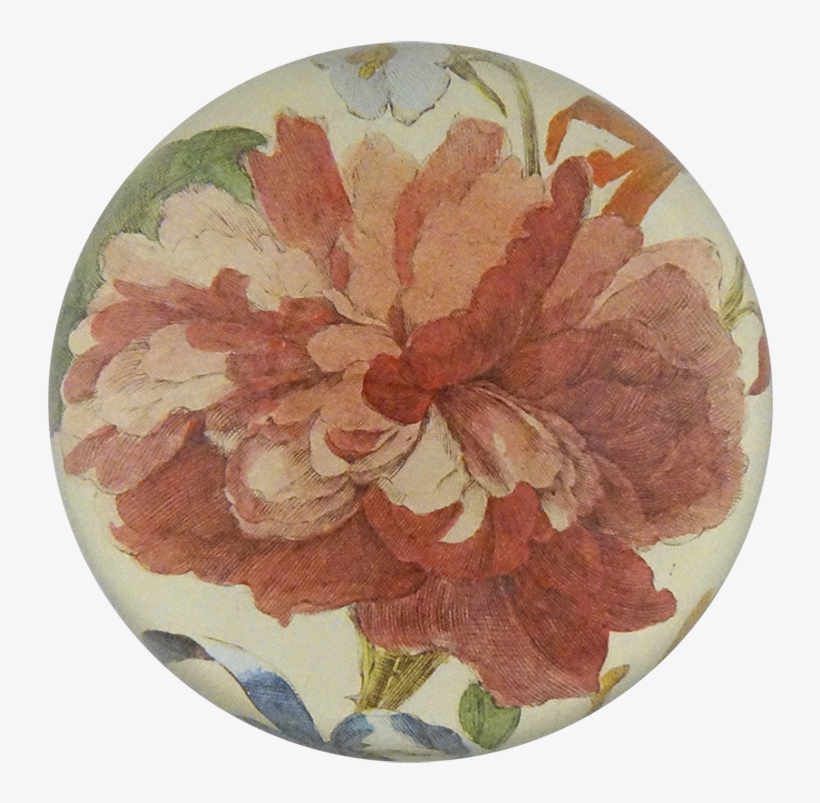 Poinsettia, transparent png download